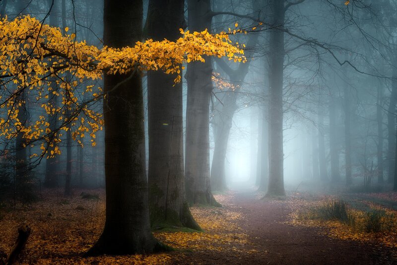 Autumn Forest Path — Yellow, Misty, Photograph, Trees