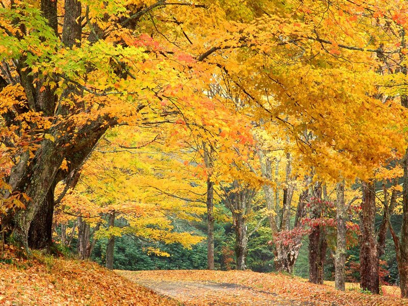Autumn Forest Path — Yellow, Orange