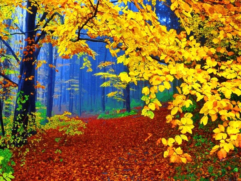 Autumn Forest Path — Yellow, Serene, Digital Art