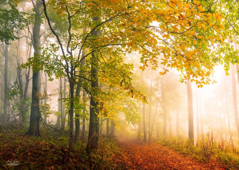Autumn Forest Path — Yellow, Serene, Morning, Photograph
