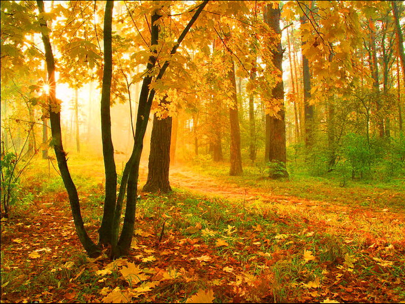 Autumn Forest Path — Yellow, Serene, Morning