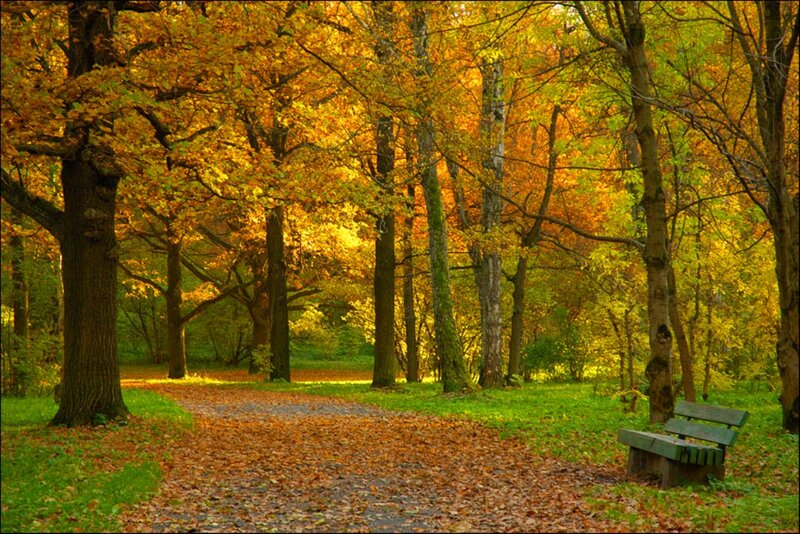 Autumn Forest Path — Yellow, Serene, Photograph, Bench