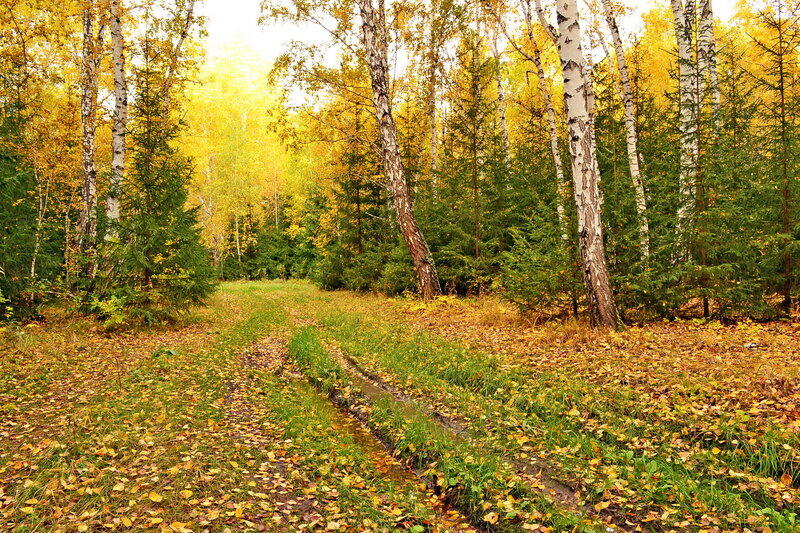 Autumn Forest Path — Yellow, Serene, Photograph, Birch Trees
