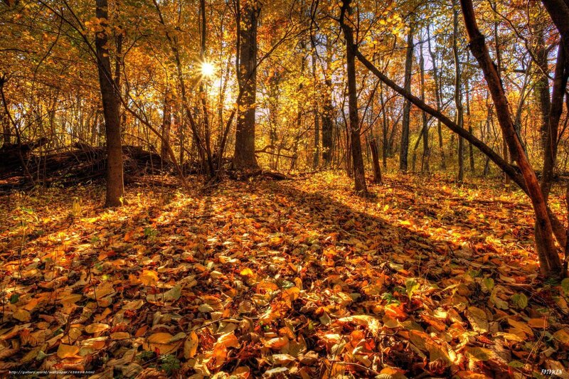 Autumn Forest Path — Yellow, Serene, Photograph, Fallen Leaves