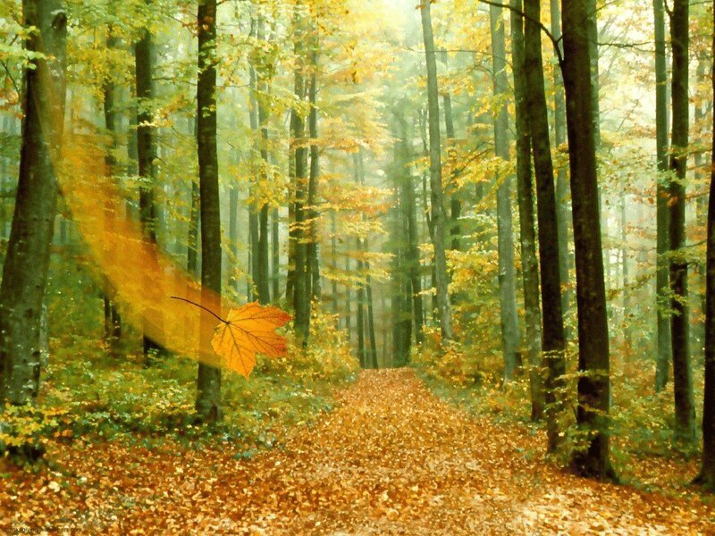 Autumn Forest Path — Yellow, Serene, Photograph, Leaf