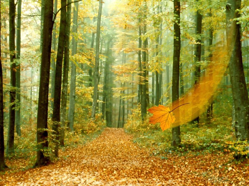 Autumn Forest Path — Yellow, Serene, Photograph, Leaf, Trees