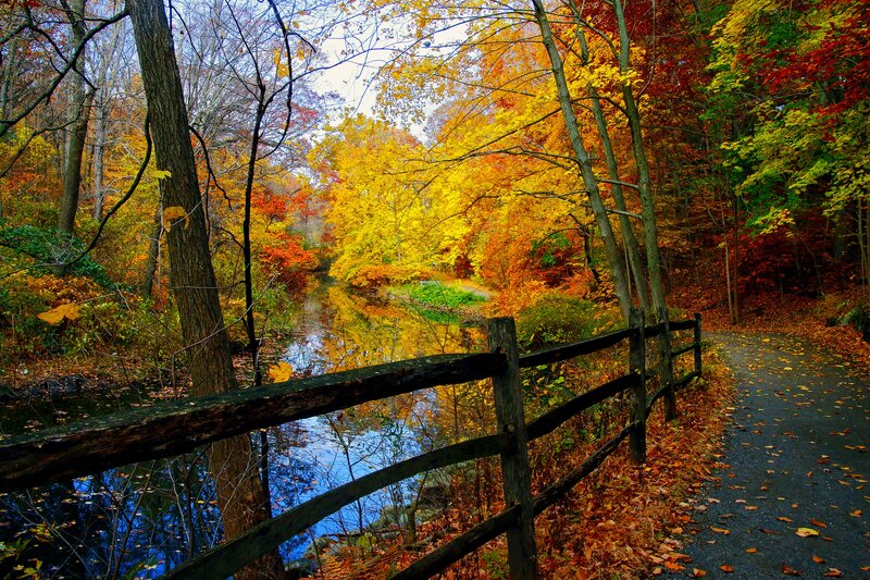 Autumn Forest Path — Yellow, Serene, Photograph, River, Fence