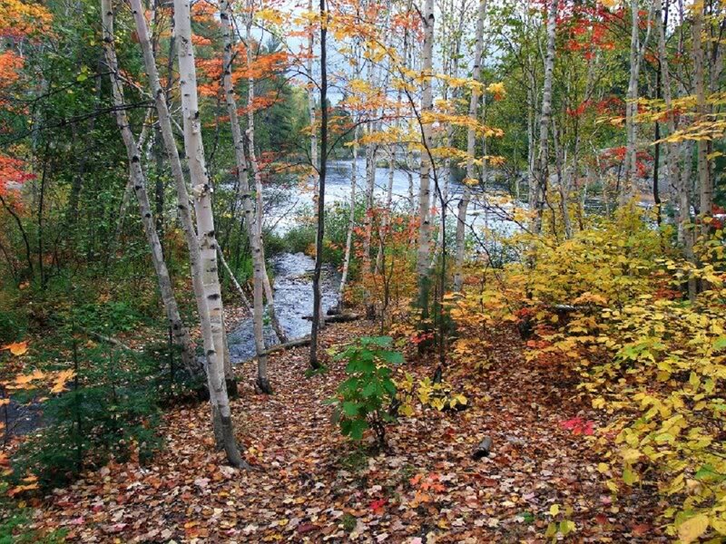 Autumn Forest Path — Yellow, Serene, Photograph, River