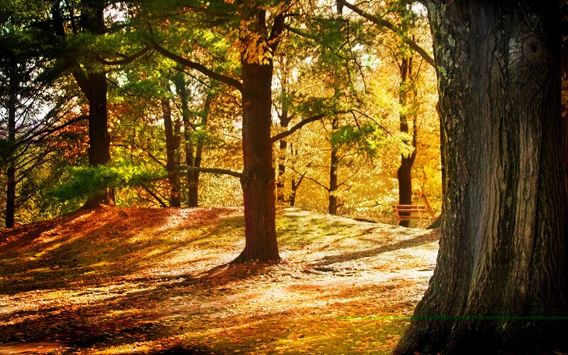 Autumn Forest Path — Yellow, Serene, Photograph, Trees, Fallen Leaves, Bench