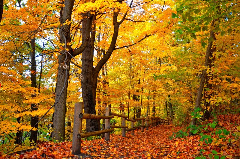 Autumn Forest Path — Yellow, Serene, Photograph, Trees, Fallen Leaves, Fence