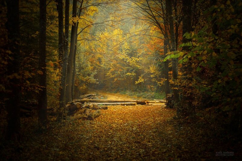 Autumn Forest Path — Yellow, Serene, Photograph, Trees, Fallen Leaves, Logs