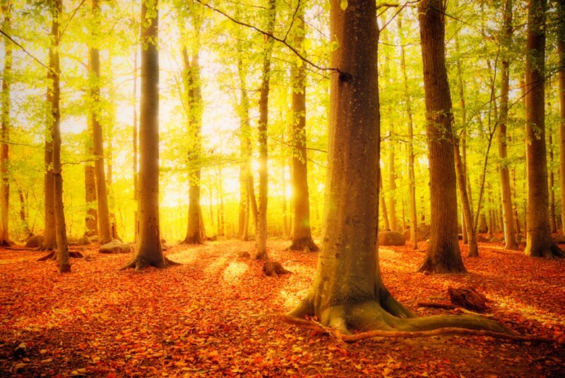 Autumn Forest Path — Yellow, Serene, Photograph, Trees, Fallen Leaves, Sunlight