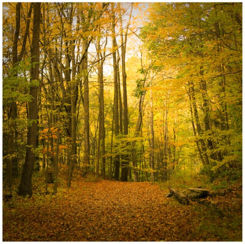 Autumn Forest Path — Yellow, Serene, Photograph, Trees, Fallen Leaves