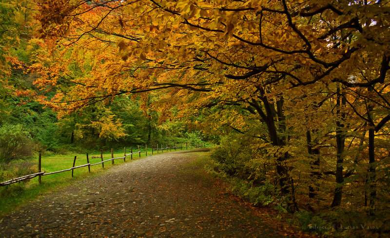 Autumn Forest Path — Yellow, Serene, Photograph, Trees, Fence