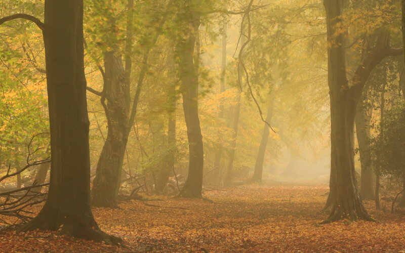 Autumn Forest Path — Yellow, Serene, Photograph, Trees, Fog, Fallen Leaves