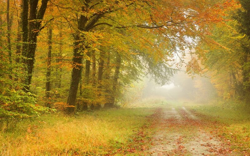 Autumn Forest Path — Yellow, Serene, Photograph, Trees, Fog, Leaves, Grass