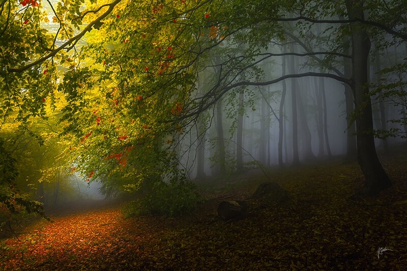 Autumn Forest Path — Yellow, Serene, Photograph, Trees, Fog, Leaves, Sunlight