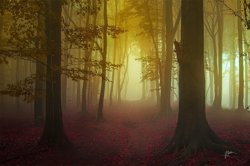 Autumn Forest Path — Yellow, Serene, Photograph, Trees, Fog, Leaves