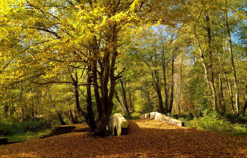 Autumn Forest Path — Yellow, Serene, Photograph, Trees, Leaves, Bridge