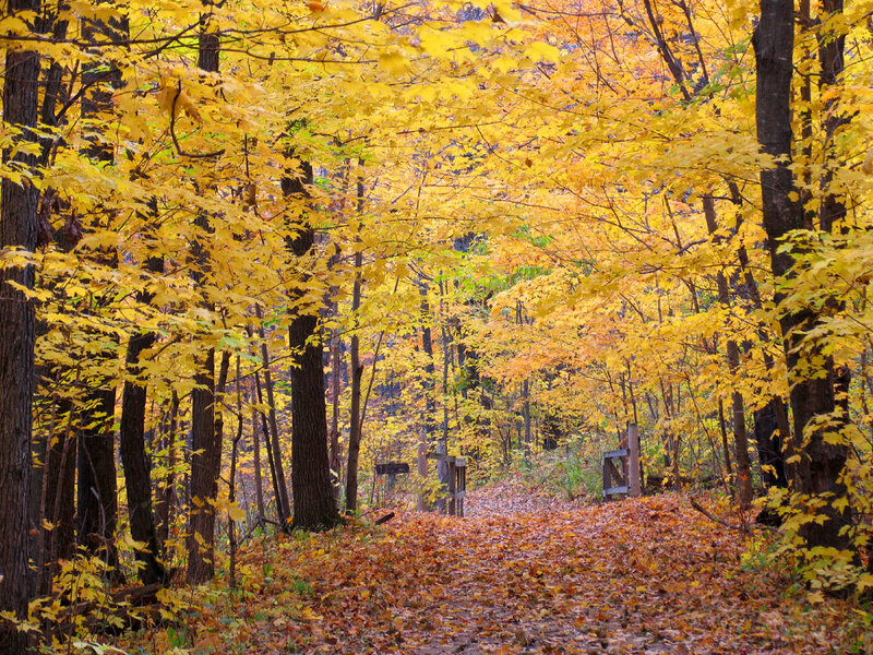 Autumn Forest Path — Yellow, Serene, Photograph, Trees, Leaves, Fence