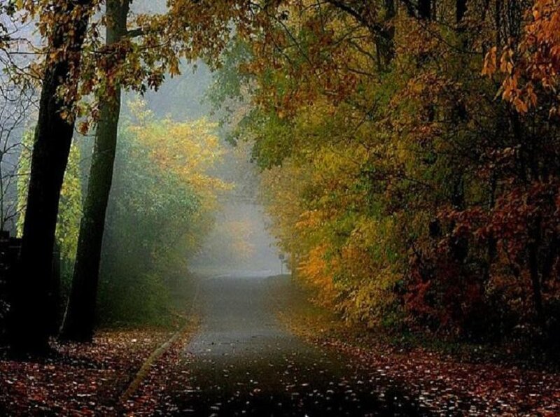 Autumn Forest Path — Yellow, Serene, Photograph, Trees, Leaves, Fog
