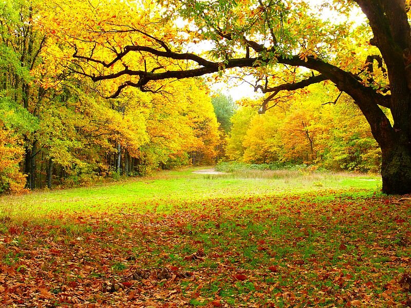 Autumn Forest Path — Yellow, Serene, Photograph, Trees, Leaves, Grass
