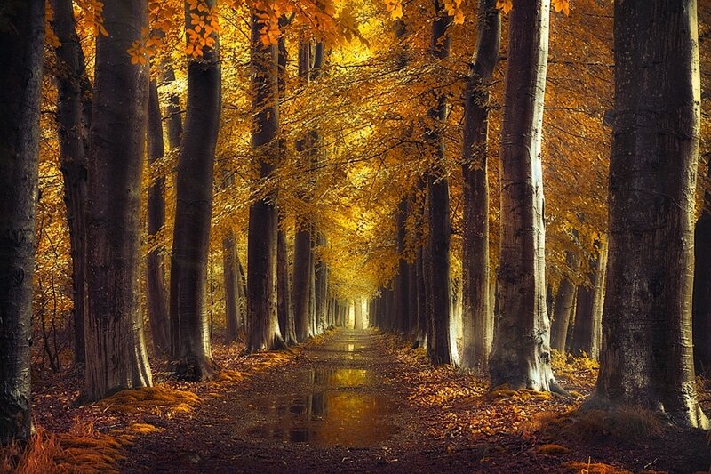 Autumn Forest Path — Yellow, Serene, Photograph, Trees, Leaves, Puddle