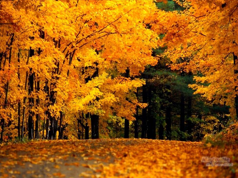 Autumn Forest Path — Yellow, Serene, Photograph, Trees, Leaves, Road
