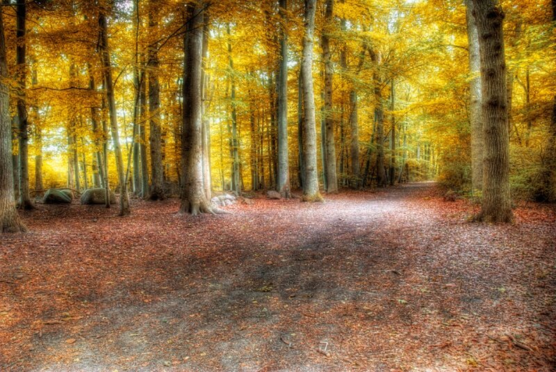 Autumn Forest Path — Yellow, Serene, Photograph, Trees, Leaves, Rocks
