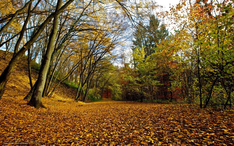 Autumn Forest Path — Yellow, Serene, Photograph, Trees, Leaves, Sky