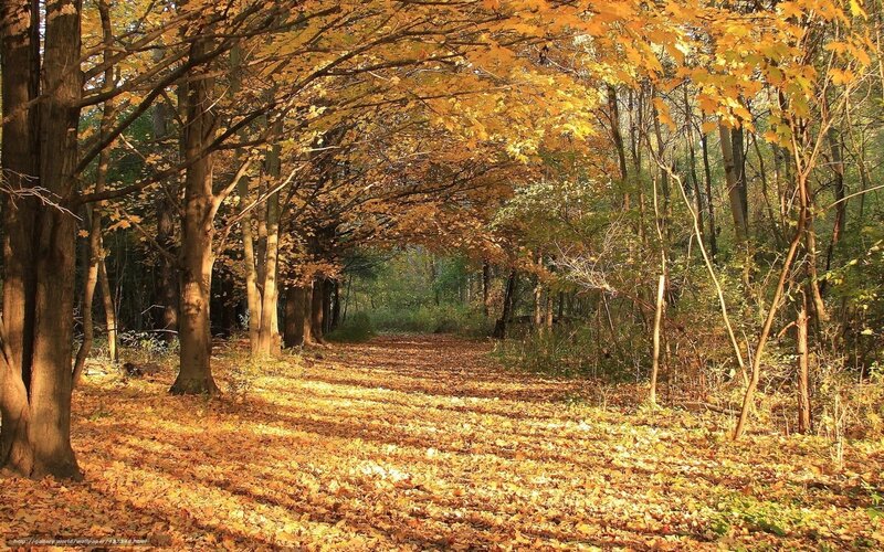 Autumn Forest Path — Yellow, Serene, Photograph, Trees, Leaves, Sunlight, Brown, Green