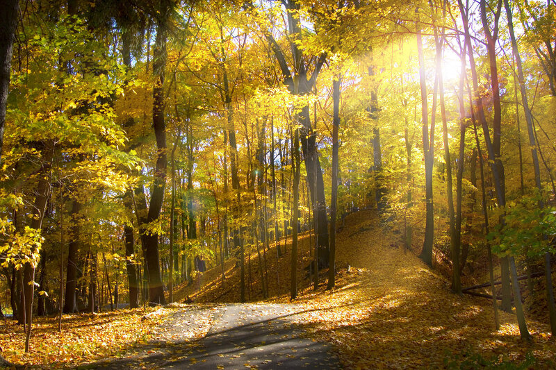 Autumn Forest Path — Yellow, Serene, Photograph, Trees, Leaves, Sunlight, Green, Brown
