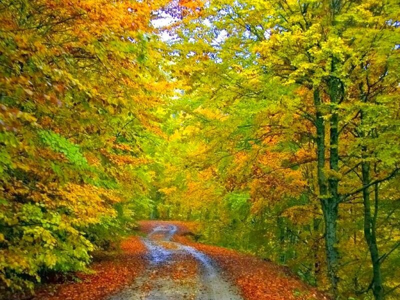 Autumn Forest Path — Yellow, Serene, Photograph, Trees, Leaves