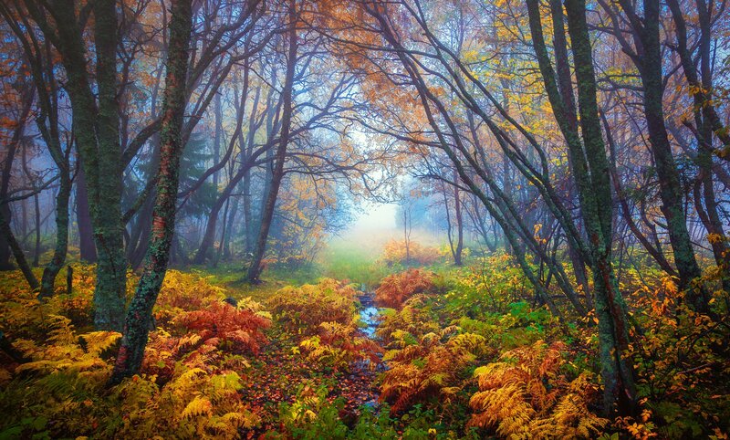 Autumn Forest Path — Yellow, Serene, Photograph, Trees, Mist