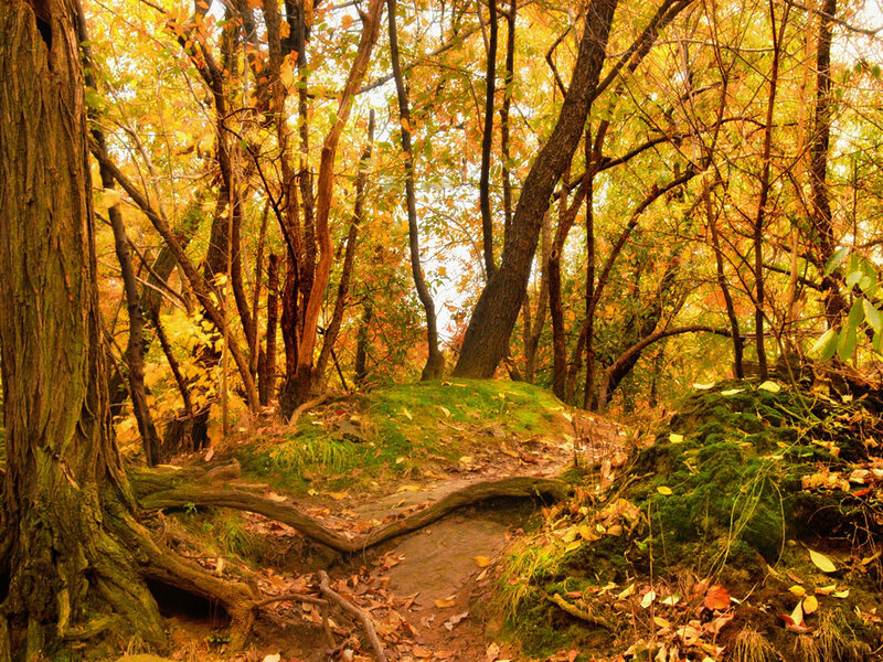 Autumn Forest Path — Yellow, Serene, Photograph, Trees, Moss, Fallen Leaves