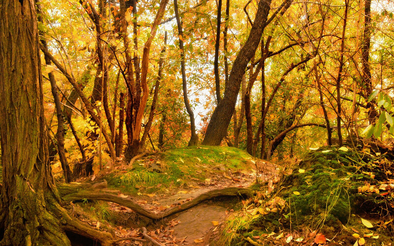 Autumn Forest Path — Yellow, Serene, Photograph, Trees, Moss