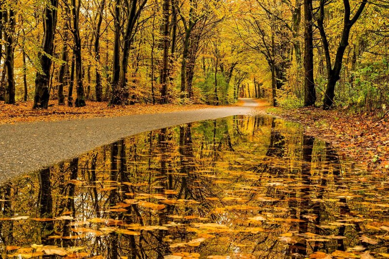 Autumn Forest Path — Yellow, Serene, Photograph, Trees, Puddle