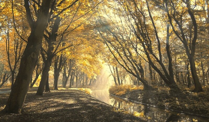 Autumn Forest Path — Yellow, Serene, Photograph, Trees, River