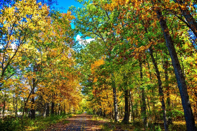 Autumn Forest Path — Yellow, Serene, Photograph, Trees, Road, Sky