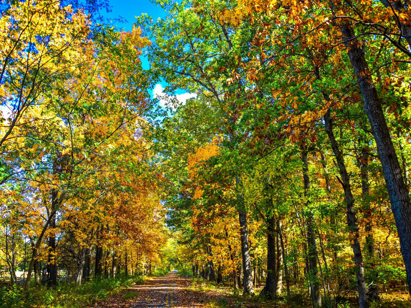 Autumn Forest Path — Yellow, Serene, Photograph, Trees, Road