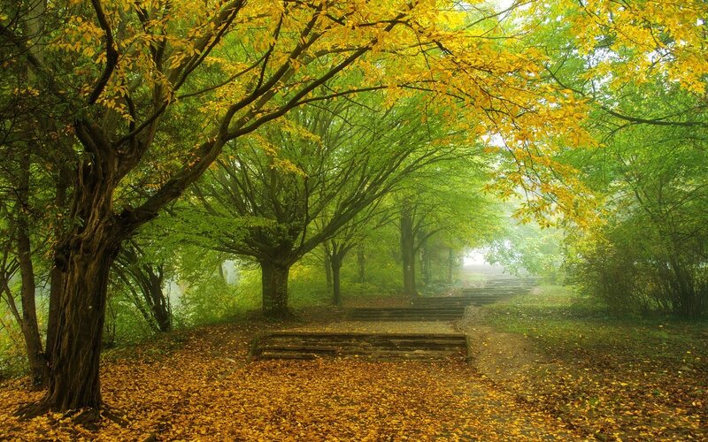 Autumn Forest Path — Yellow, Serene, Photograph, Trees, Stairs