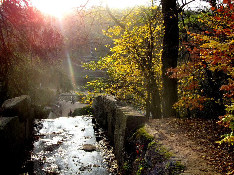 Autumn Forest Path — Yellow, Serene, Photograph, Trees, Stream