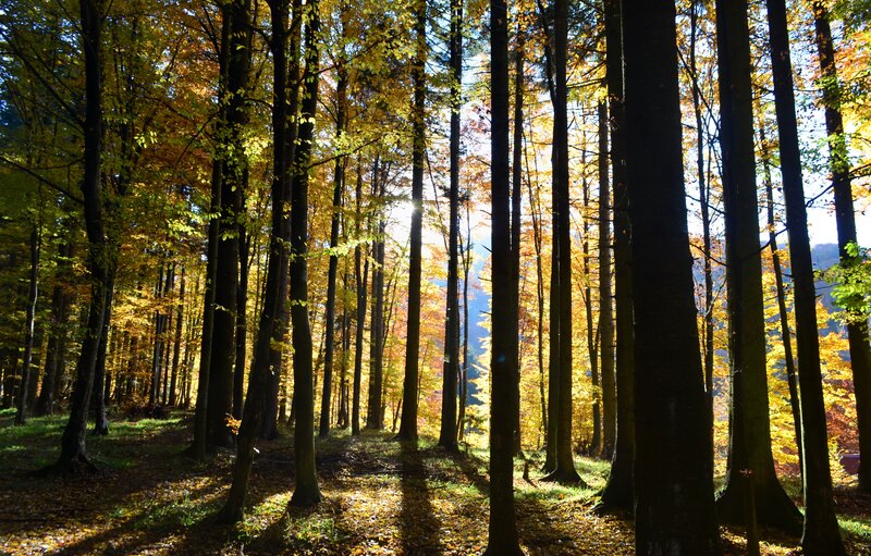 Autumn Forest Path — Yellow, Serene, Photograph, Trees, Sunlight, Fallen Leaves