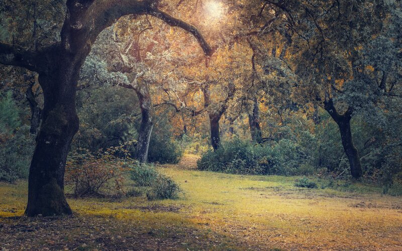 Autumn Forest Path — Yellow, Serene, Photograph, Trees, Sunlight, Grass