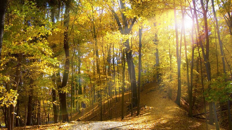 Autumn Forest Path — Yellow, Serene, Photograph, Trees, Sunlight, Leaves, Green, Brown