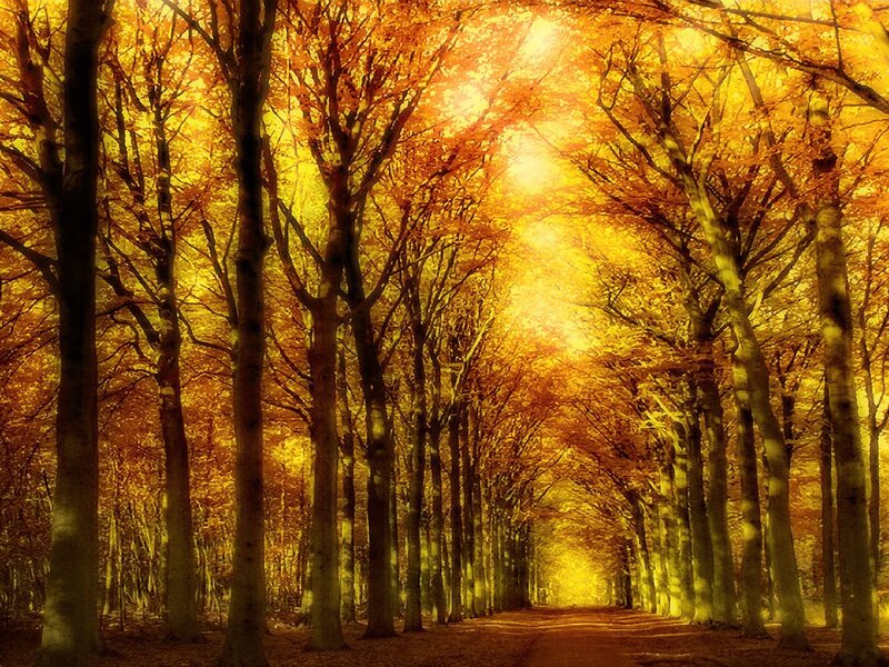 Autumn Forest Path — Yellow, Serene, Photograph, Trees, Sunlight, Orange