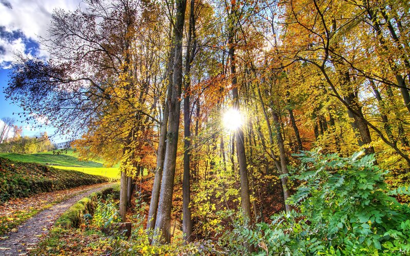 Autumn Forest Path — Yellow, Serene, Photograph, Trees, Sunlight
