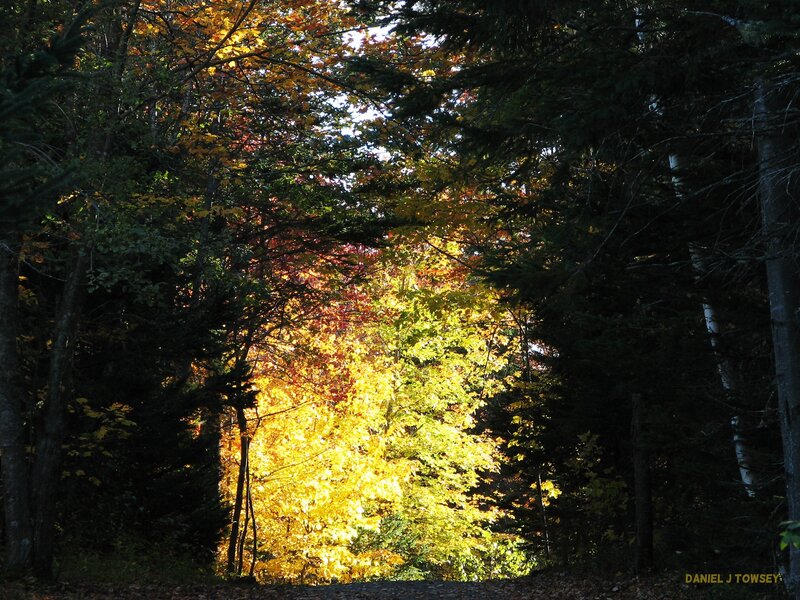 Autumn Forest Path — Yellow, Serene, Photograph, Trees