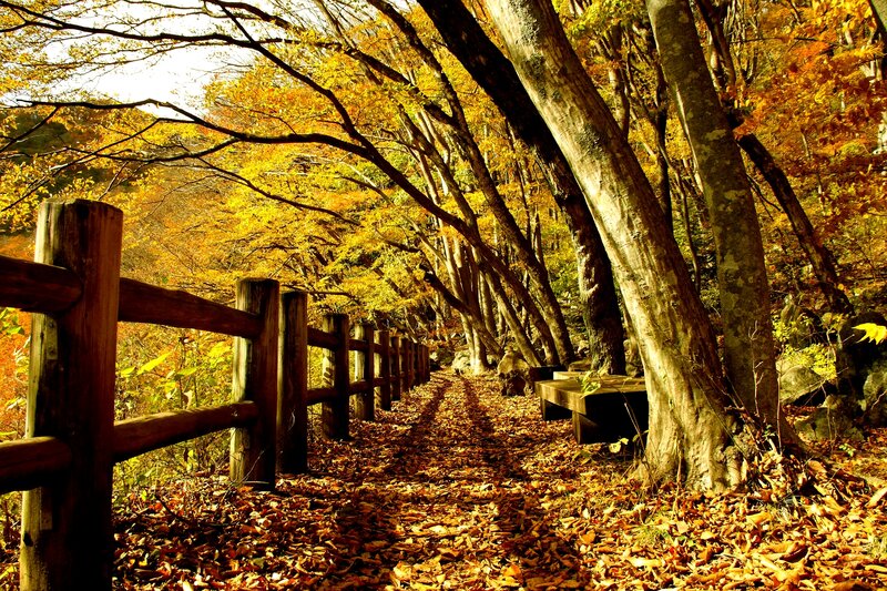 Autumn Forest Path — Yellow, Serene, Photograph, Wooden Fence