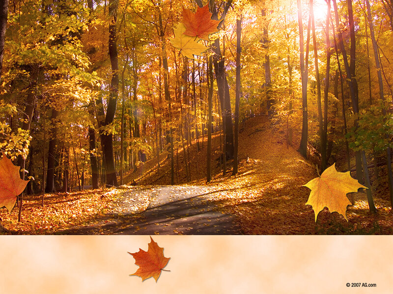 Autumn Forest Path — Yellow